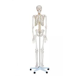 Szkielet człowieka 180 cm realny rozmiar ma 101
