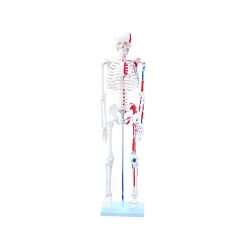 Szkielet człowieka średni z mięśniami 85 cm ma 102c