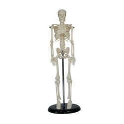 Szkielet człowieka mini 42 cm ma103