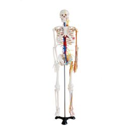 Szkielet człowieka z nerwami oraz naczyniami krwionośnymi 85 cm MA-102B