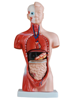 Modele anatomiczne