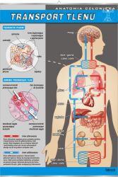 Anatomia człowieka