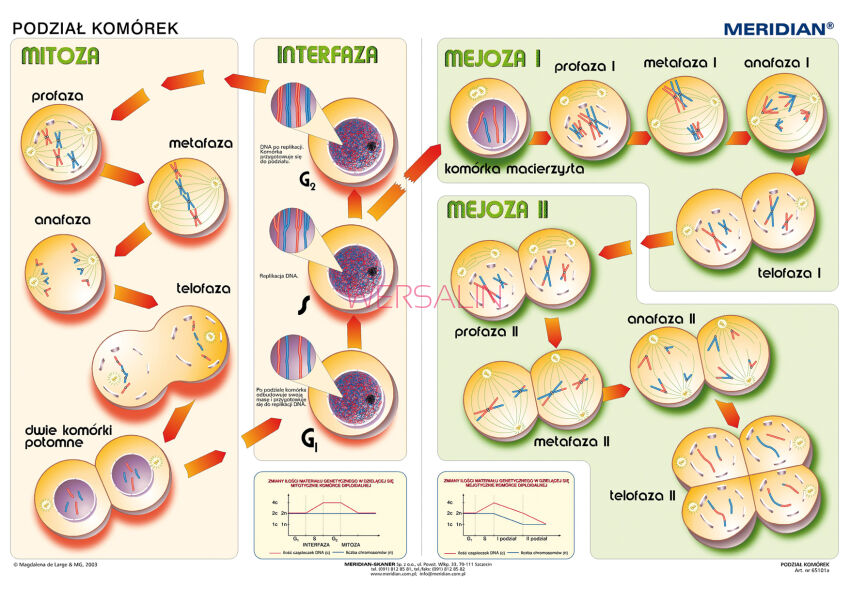 Podstawy genetyki - podział komórek