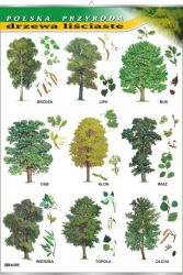 Drzewa liściaste