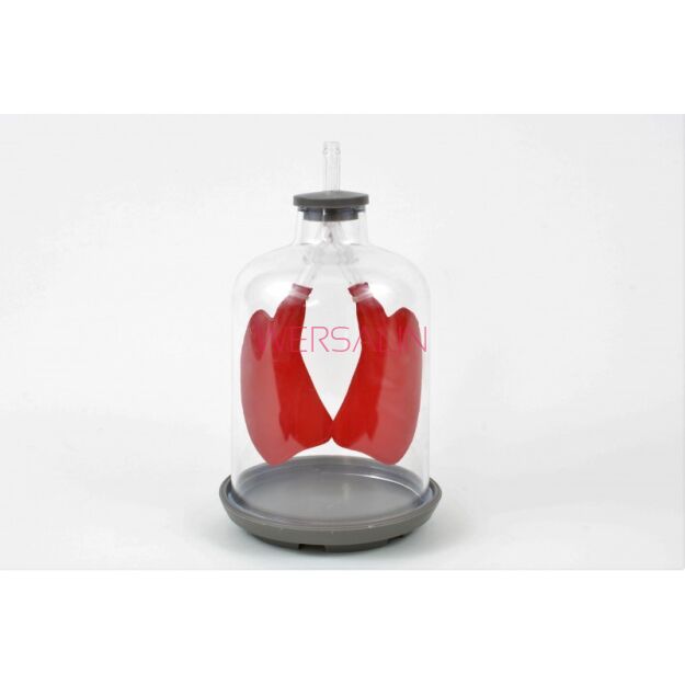 Model procesu oddychania