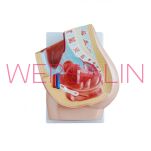 Układ rozrodczy żeński MA-332B-1 - 2