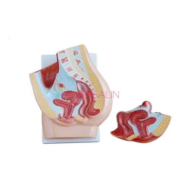 Układ rozrodczy żeński MA-332B-1