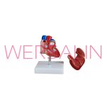 Model serca MA-307B - 2