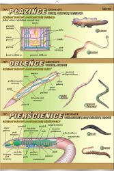 Płazińce, obleńce, pierścienice - budowa anatomiczna