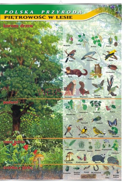 Piętrowość w lesie