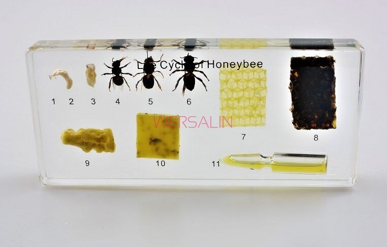 Okazy w akrylu - cykl rozwoju pszczoły miodnej
