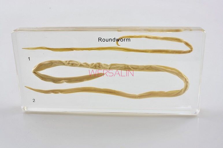 Model w akrylu -pasożyt glista