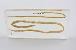 Model w akrylu -pasożyt glista