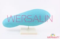 Model Pantofelka Paramecium - 2