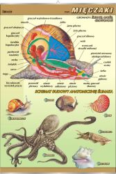 Mięczaki - budowa anatomiczna