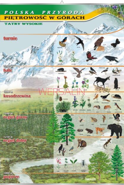 Piętrowość w górach