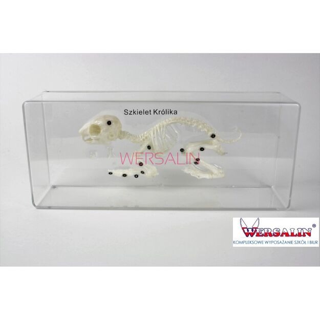 SZKIELET KRÓLIKA