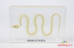 SZKIELET WĘŻA