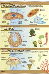 Pierwotniaki, gąbki, jamochłony - budowa anatomiczna