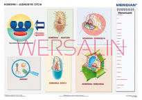 DUO Komórki - jednostki życia - 2