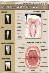 Zęby i jama ustna 