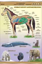 Ssaki - budowa anatomiczna