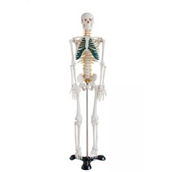 Szkielet człowieka średni z nerwami rdzeniowymi 85 cm. ma 102a