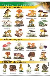 Grzyby - jadalne, trujące, chronione