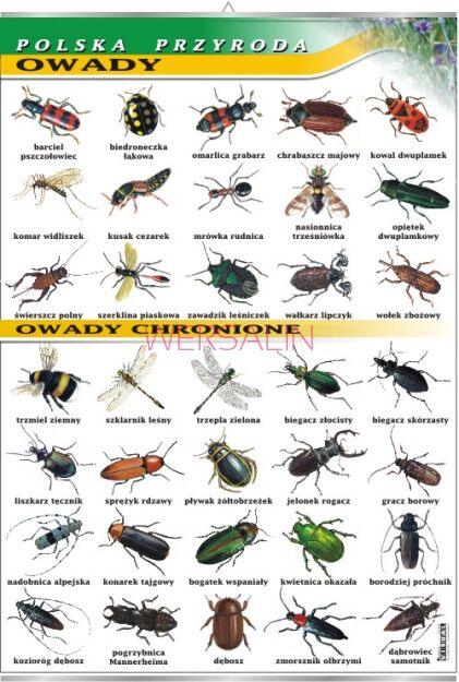 Owady - polska przyroda