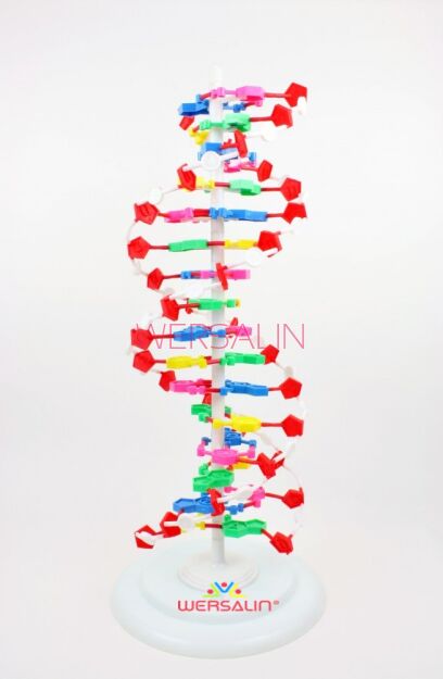 Model DNA