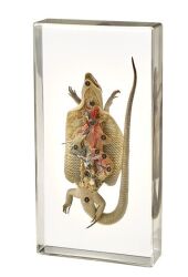 Sekcja anatomiczna jaszczurki - model w akrylu