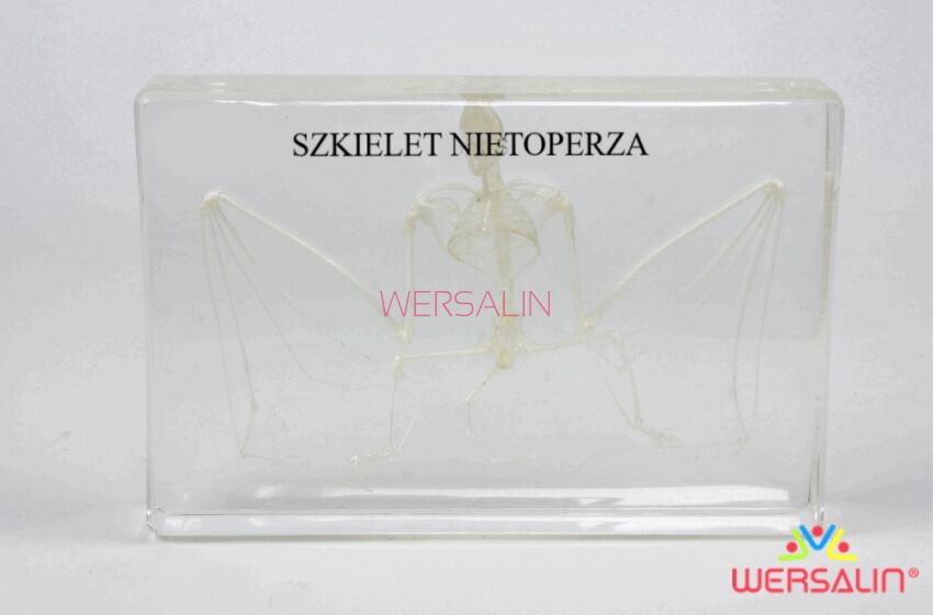 SZKIELET NIETOPERZA 