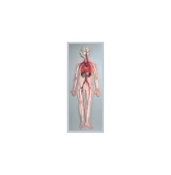 Model układu krwionośnego reliefowy 