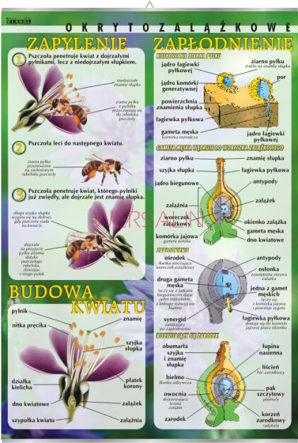 Budowa kwiatu, zapylenie, zapłodnienie