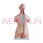 Bezpłciowy tors MA-208 (40 części) 85 cm - 2