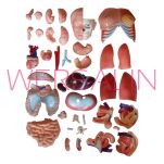 Bezpłciowy tors MA-208 (40 części) 85 cm - 4