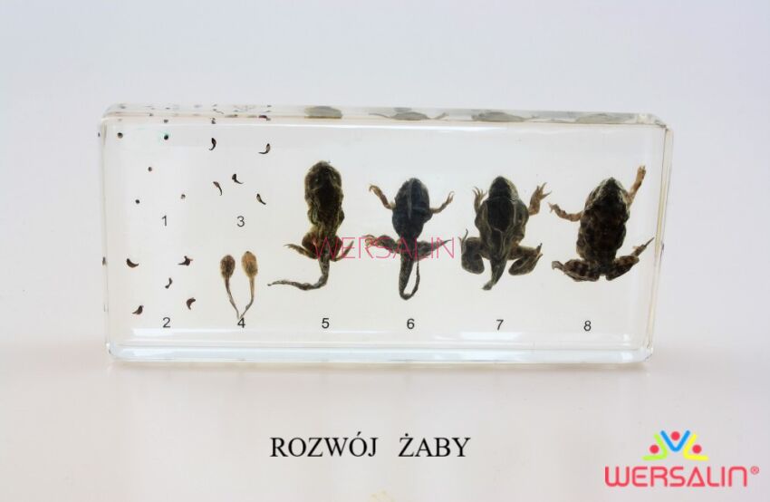 ROZWÓJ ŻABY