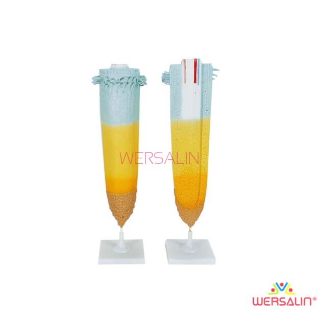 Model końcówki korzenia