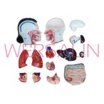 Żeński tors MA-202B - 3