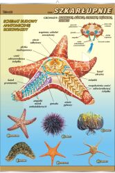 Szkarłupnie - budowa anatomiczna