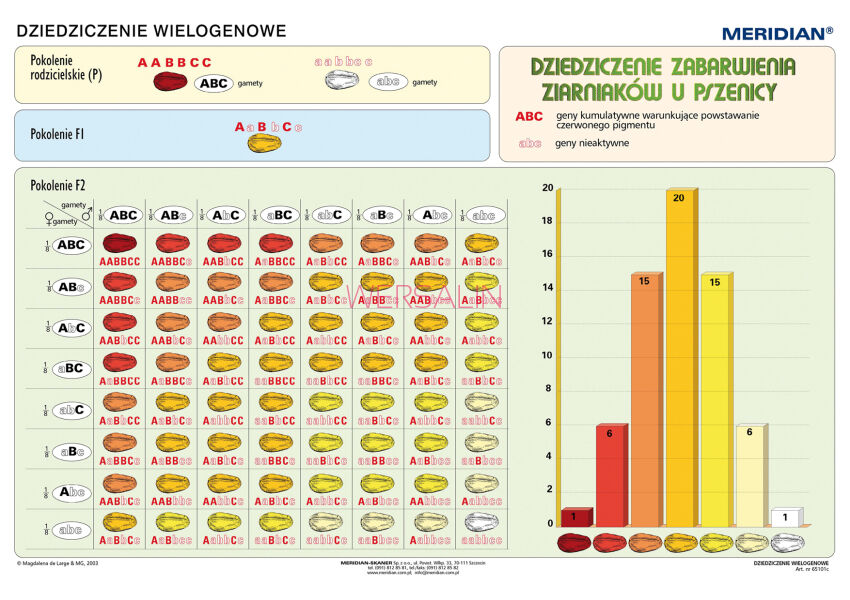 Podstawy genetyki - dziedziczenie wielogenowe