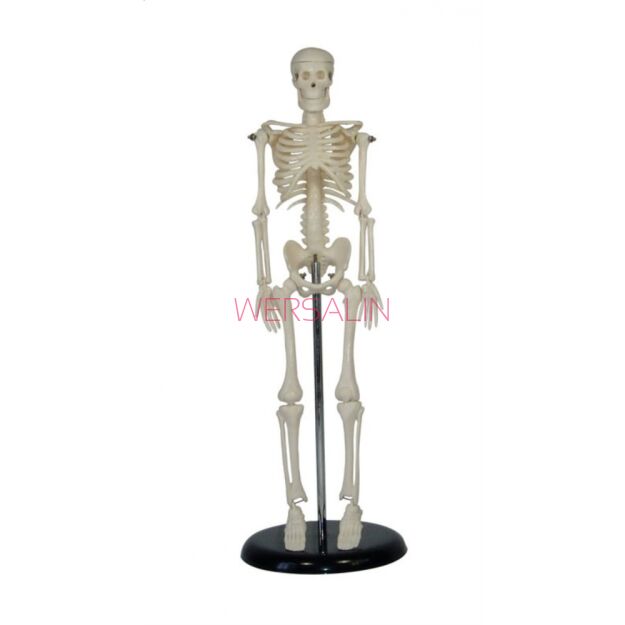 Szkielet człowieka mini 42 cm ma103