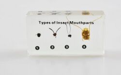 Okazy w akrylu - aparaty gębowe owadów