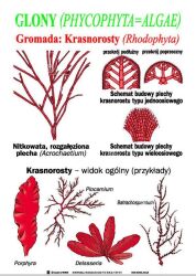 Botanika część I - Komórka, tkanki, plechowce