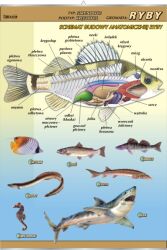 Ryby - budowa anatomiczna