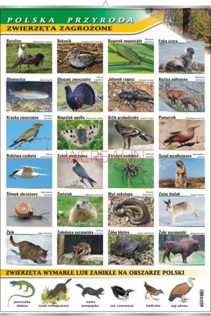Zwierzęta zagrożone