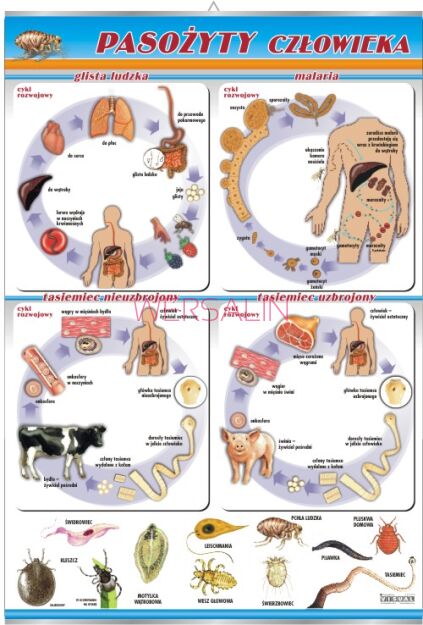 Pasożyty człowieka