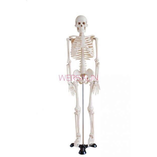 Szkielet człowieka średni 85 cm. ma 102