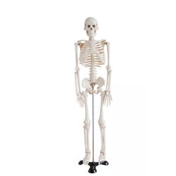 Szkielet człowieka średni 85 cm. ma 102