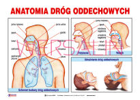 Pierwsza pomoc- Zestaw tablic dydaktycznych - 5